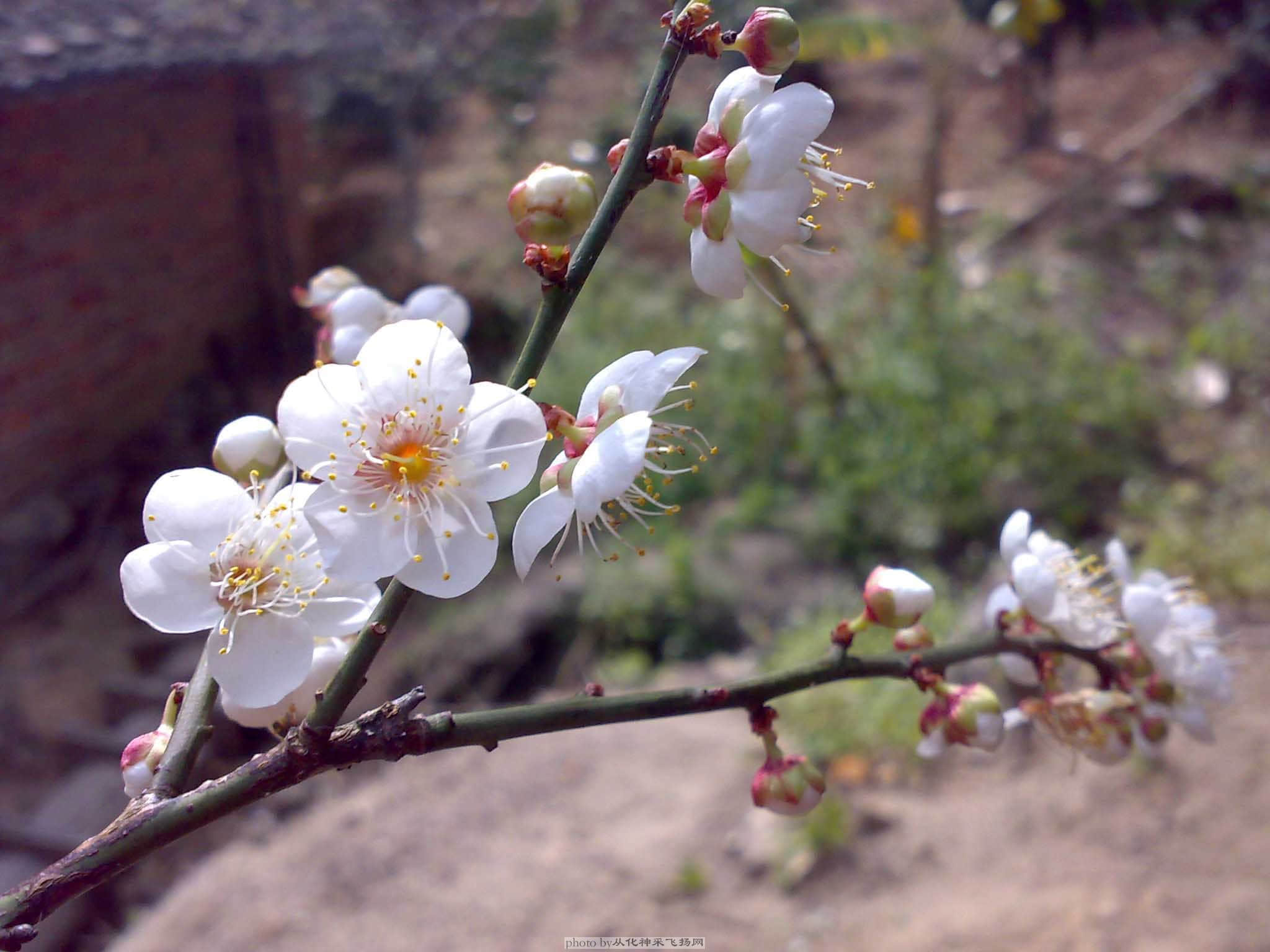 20090103328.jpg