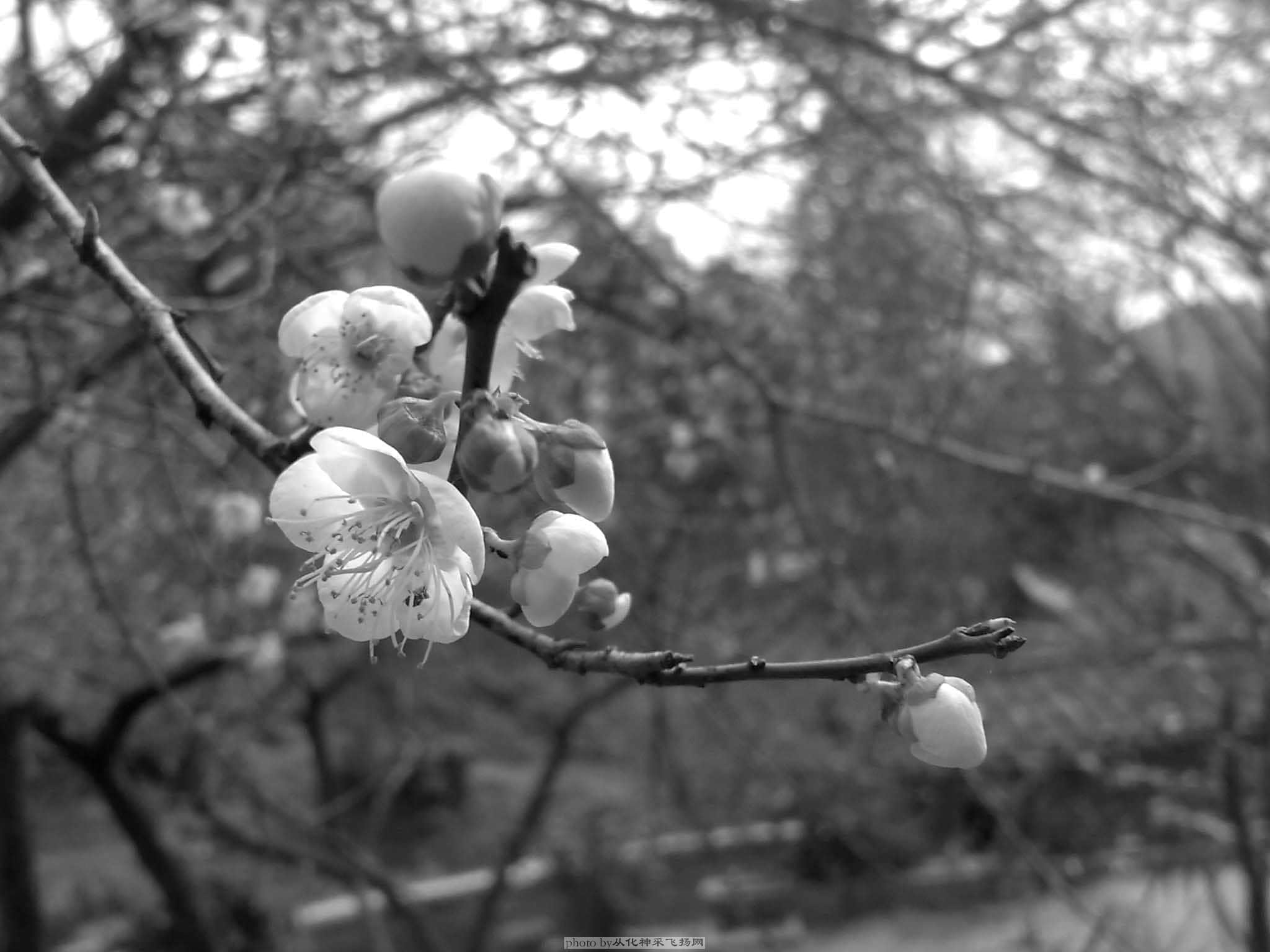 20090103330.jpg