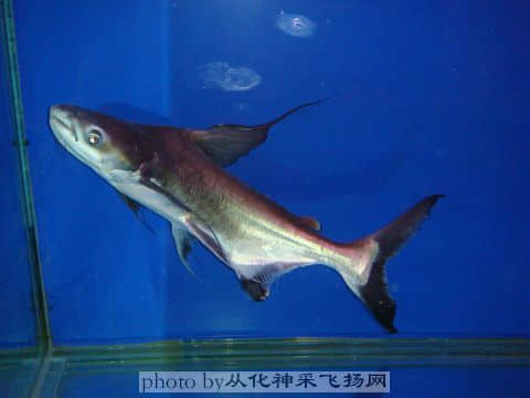 DSC06596.jpg