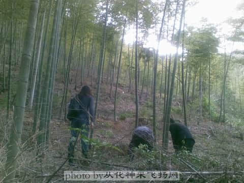 呵呵，，寻找冬笋