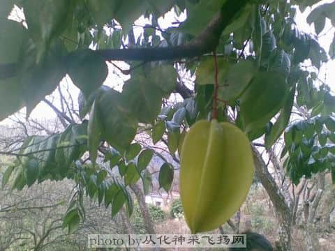 杨桃