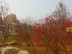 20090211441.jpg