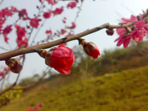 20090211440.jpg