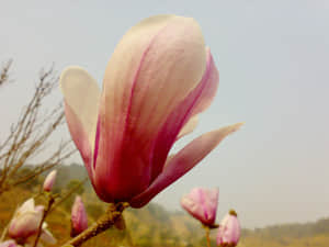 20090211448.jpg