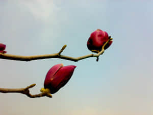 20090211452.jpg