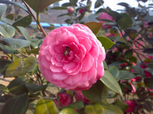 20090211461.jpg