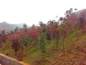 20090211458.jpg