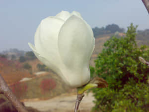 20090211442.jpg