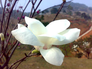 20090211451.jpg