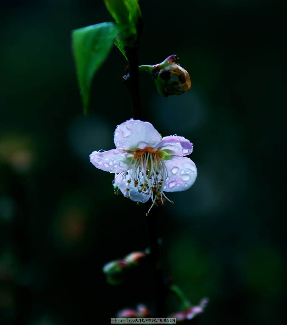 DSC_2368.jpg