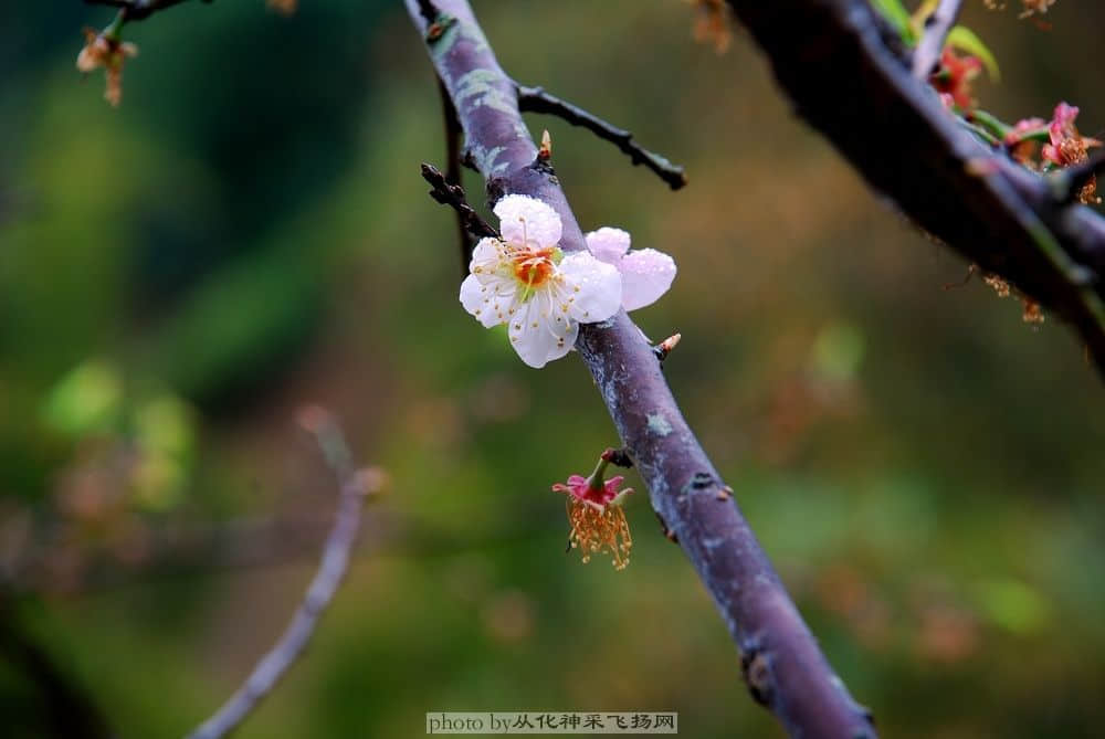 DSC_2363.jpg
