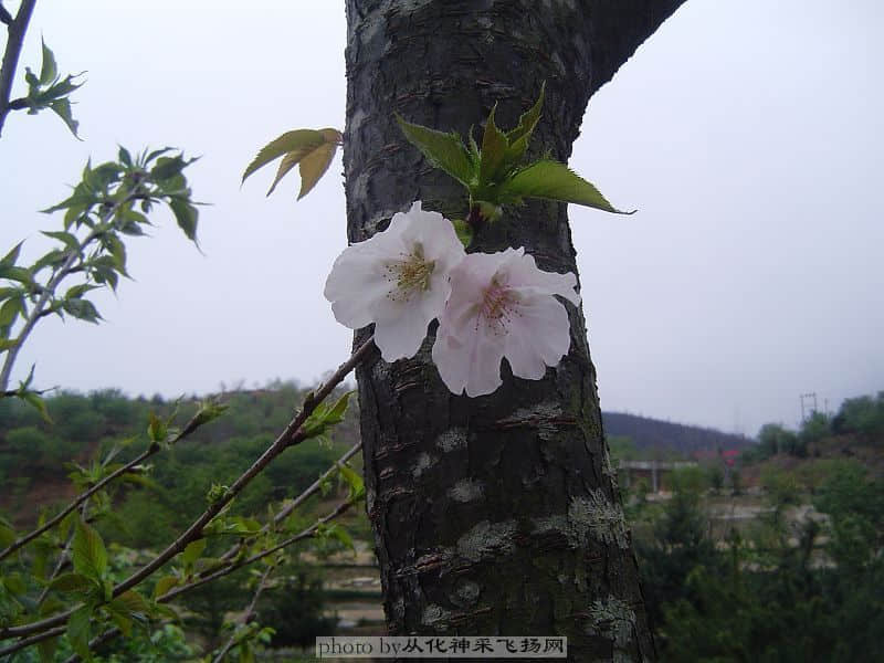 一点情意.jpg