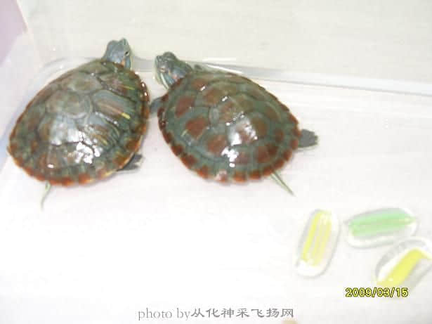 SDC11079.JPG