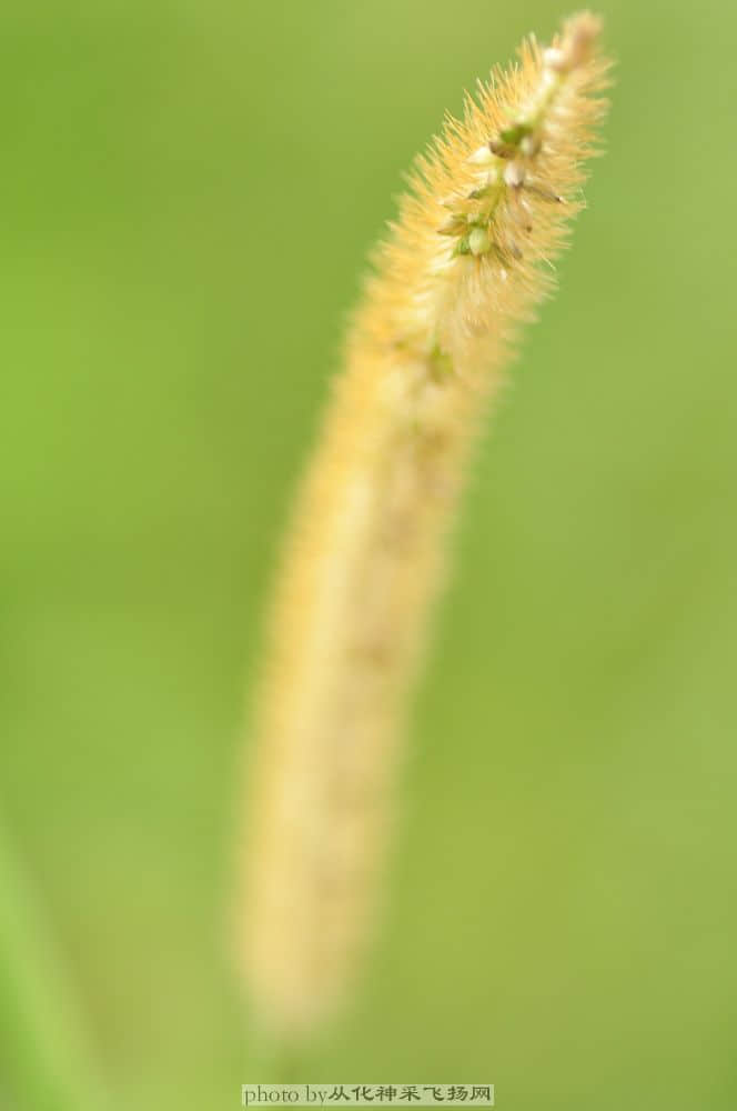 狗尾草.jpg