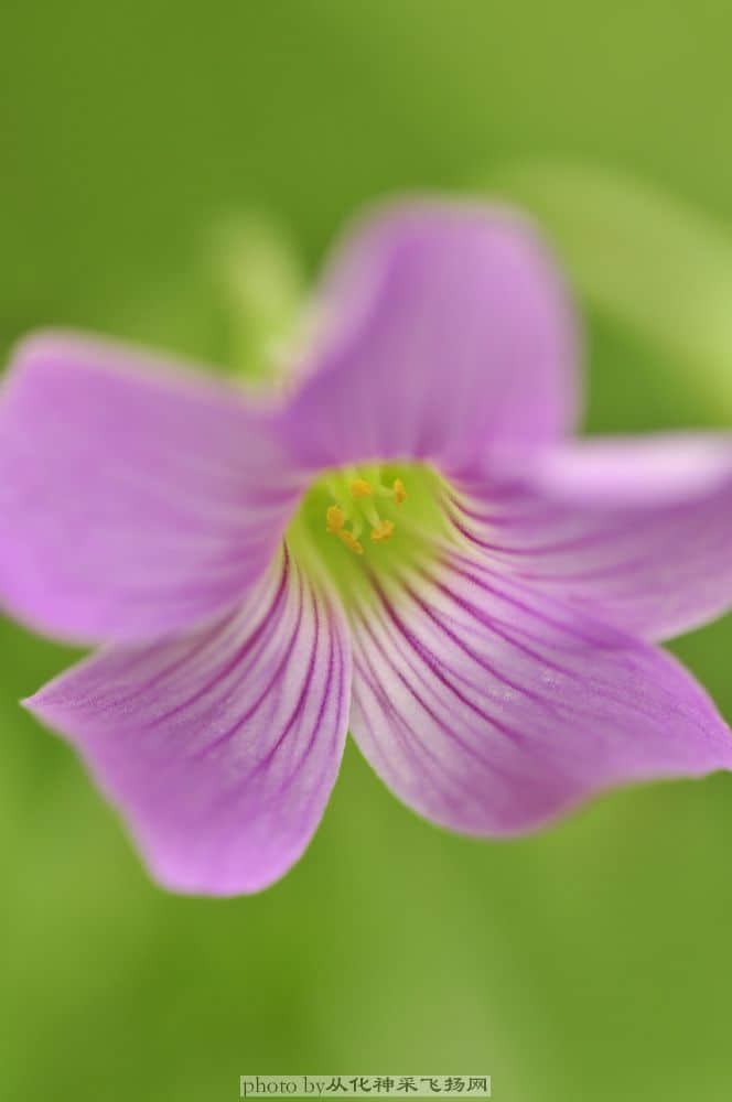 红花酢浆草.jpg