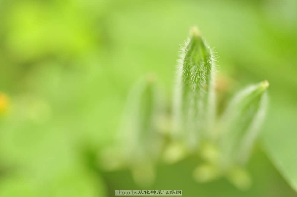红花酢浆草的种子.jpg