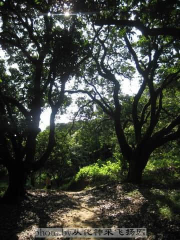 调整大小 阳光荔枝树1.jpg