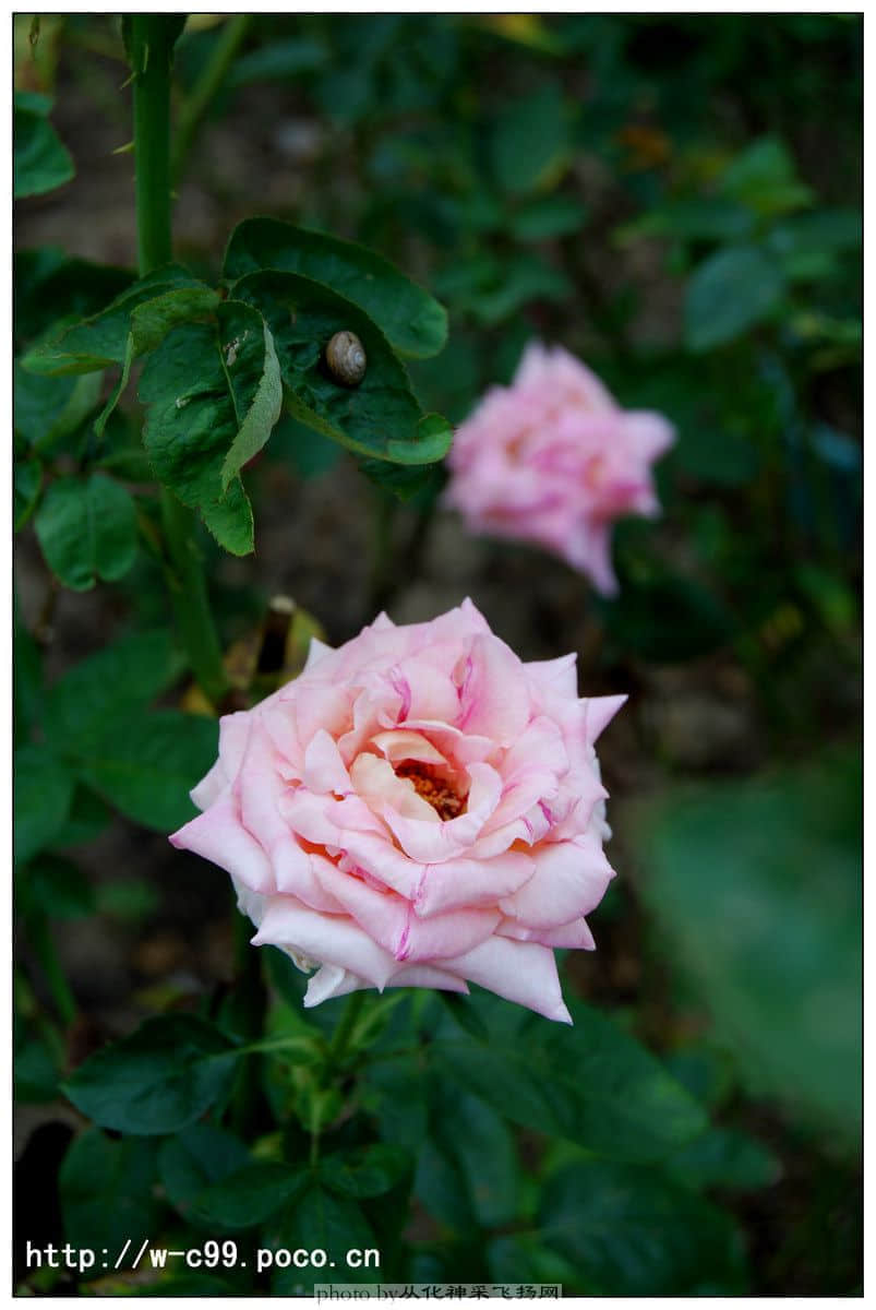 nEO_IMG_DSC_0351副本.jpg