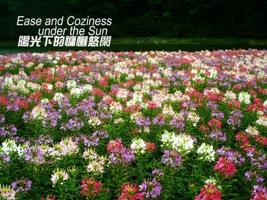 七色花海.jpg