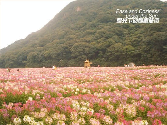 七色花海之醉碟花.jpg