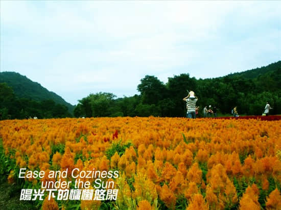 七彩花田3.jpg