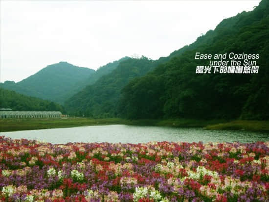 七色花海之醉蝶花2.jpg