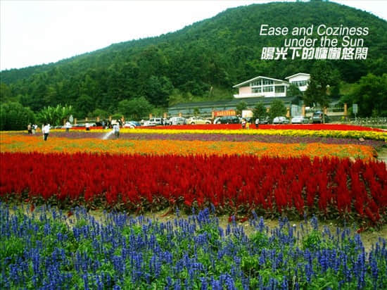 七彩花田2.jpg