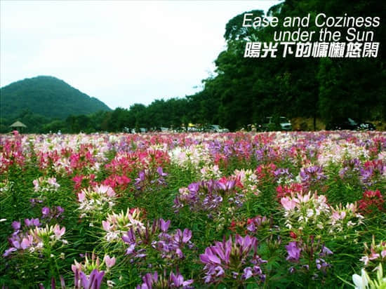 七色花海1.jpg