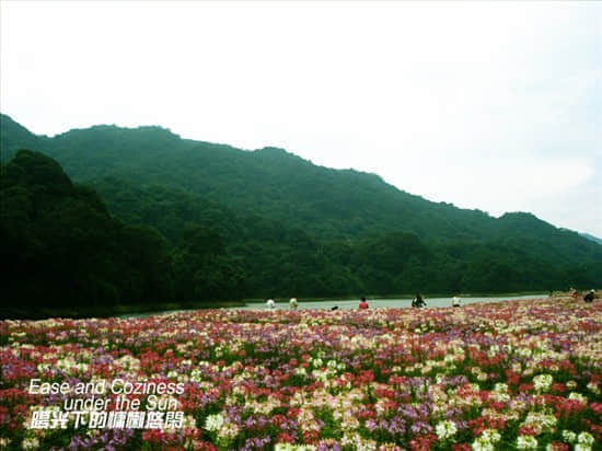 七色花海5.jpg