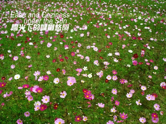 七色花海之波斯菊.jpg