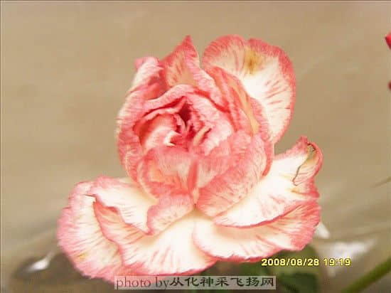 SDC12062_副本.jpg