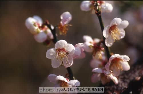 洒金梅02.jpg