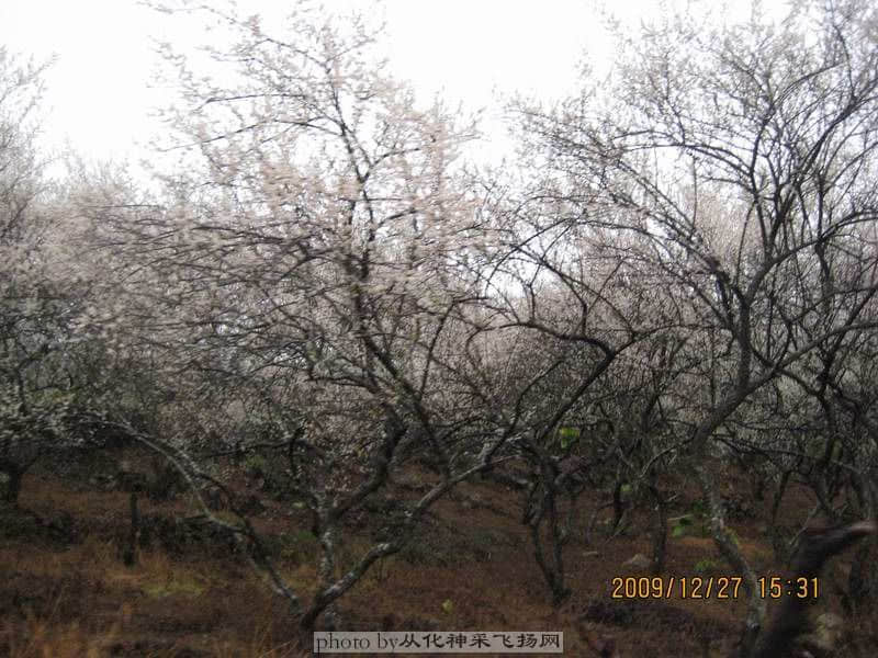 李花