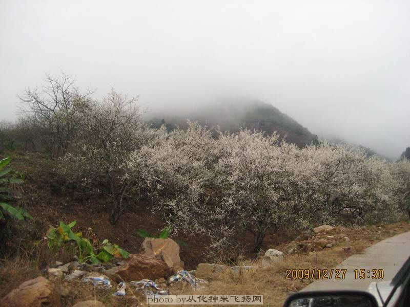 沿途李花