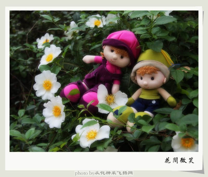 冷冷暖暖金樱子2.jpg