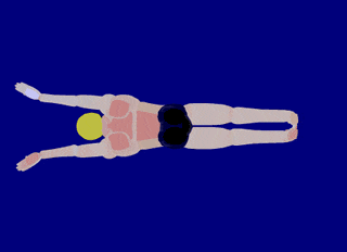 蝶泳3.gif