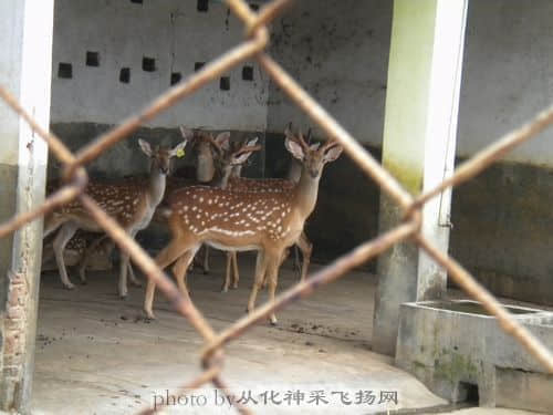 仔细看看有没有发现这些鹿有什么不同？