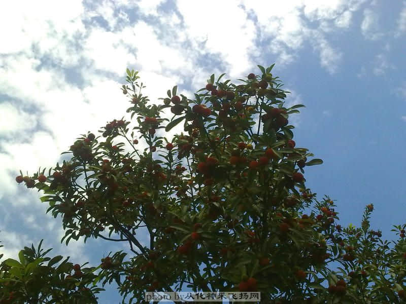 20100523177_副本.jpg