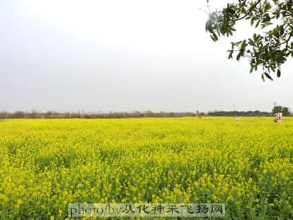从化油菜花