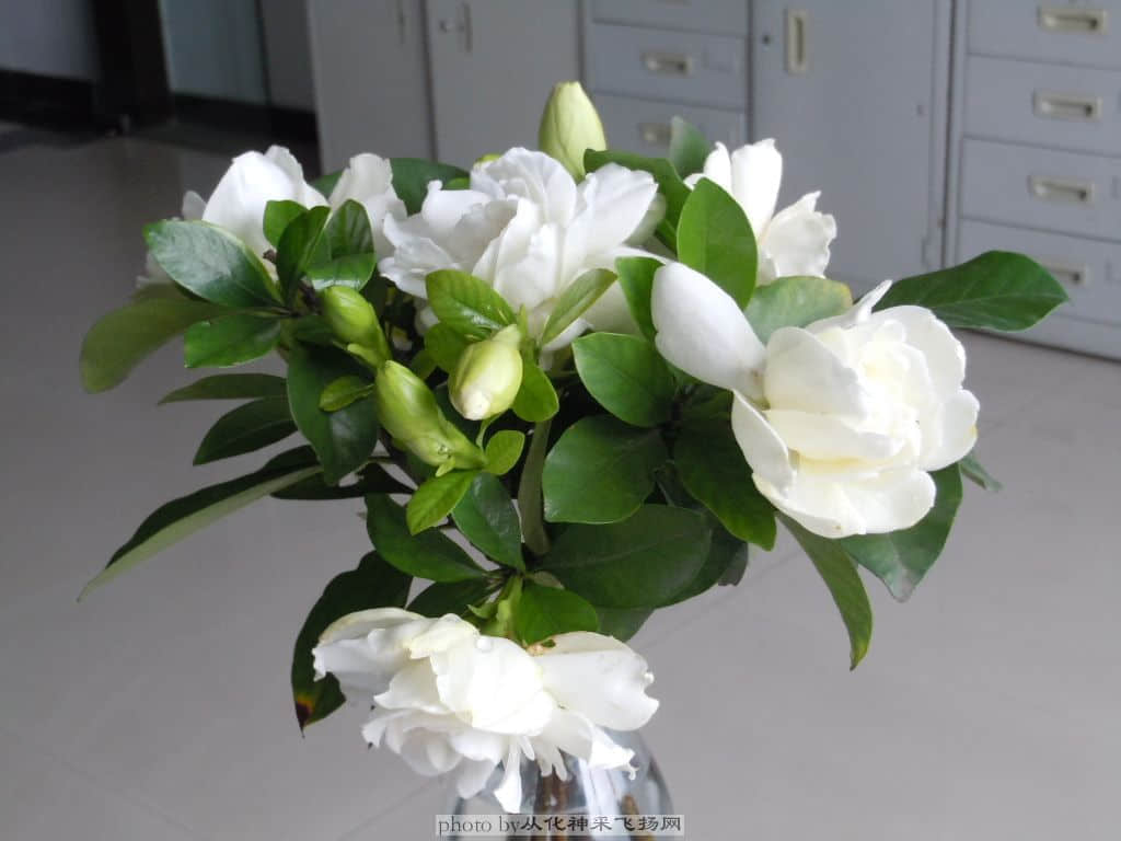 DSCN4085.jpg