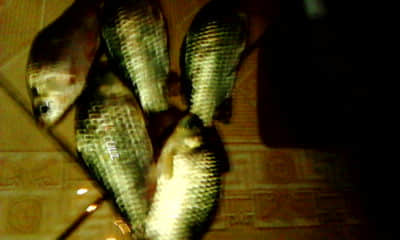 20111106_1849_1.jpg