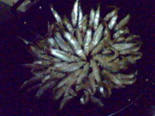 IMG0169A.jpg