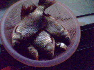 IMG0174A.jpg