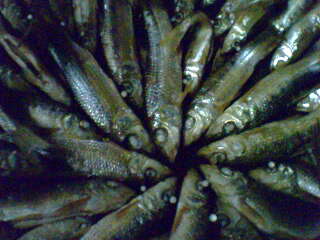 IMG0170A.jpg