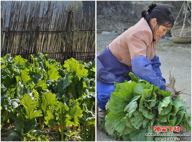 东明大芥.jpg