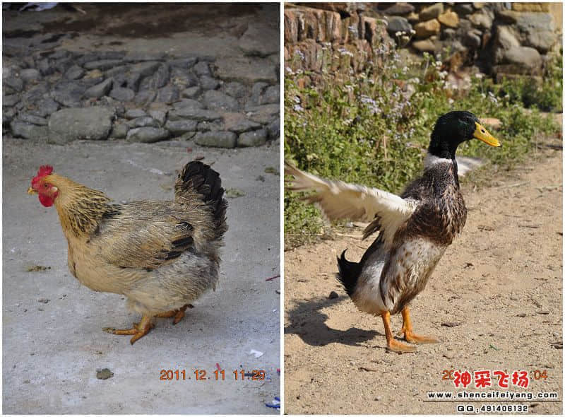 土禽.jpg