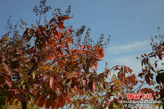 DSC_10061.jpg