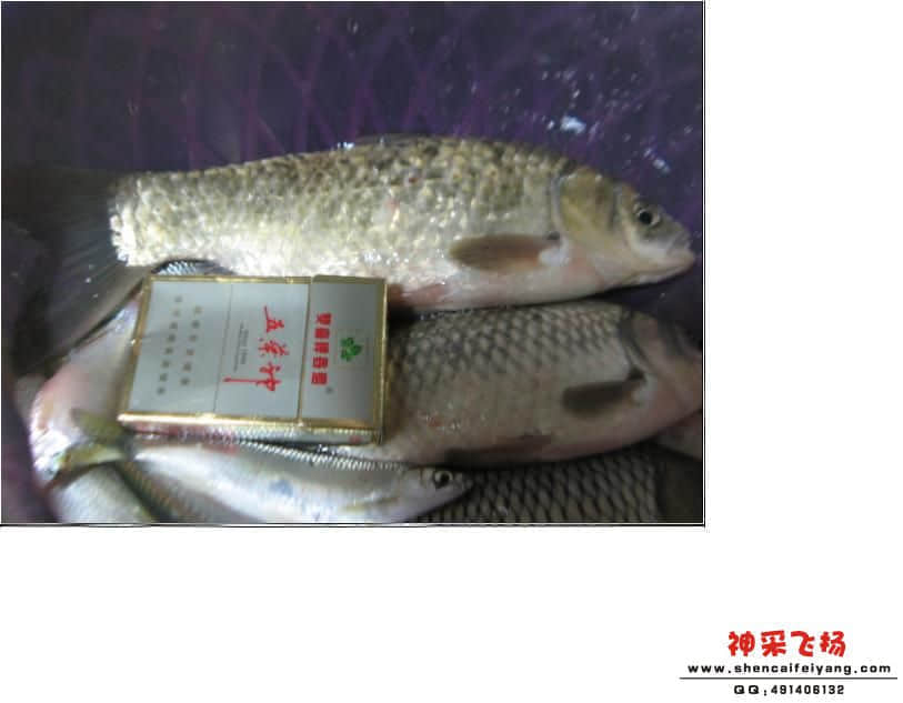 金鲫.jpeg